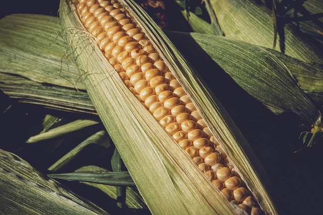 what is hybrid corn